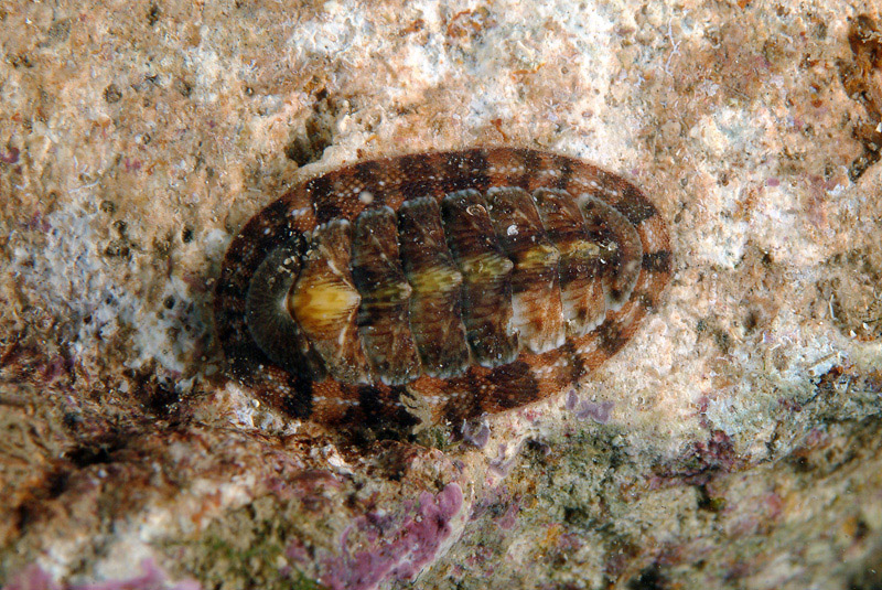 Chiton olivaceus